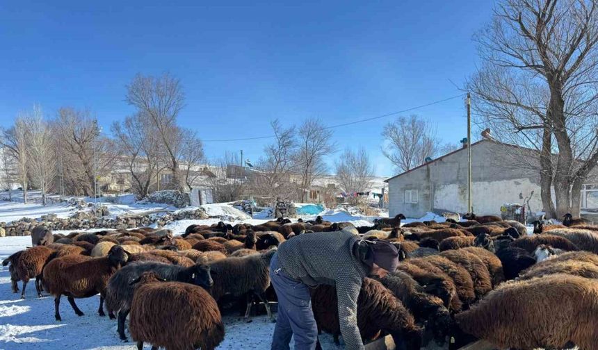 Ağrılı besiciler dondurucu soğuklara rağmen hayvancılığı sürdürüyor