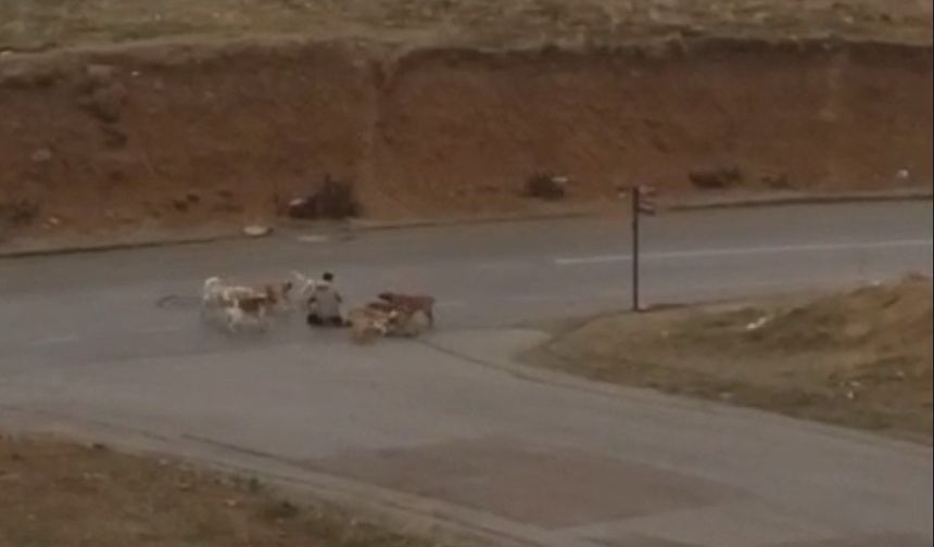 Ankara’da başıboş köpekler yere yatırdıkları vatandaşı defalarca ısırdı