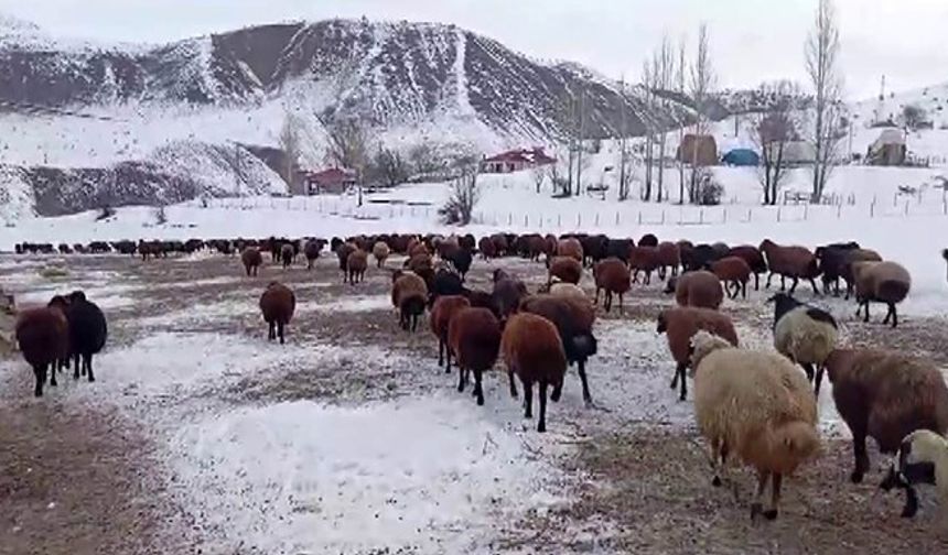 Besicilerin kar altında zorlu mesaisi