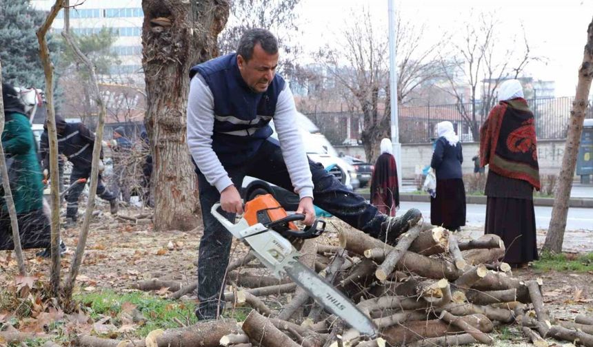 Diyarbakır’da 24 bin 833 ağaç budandı