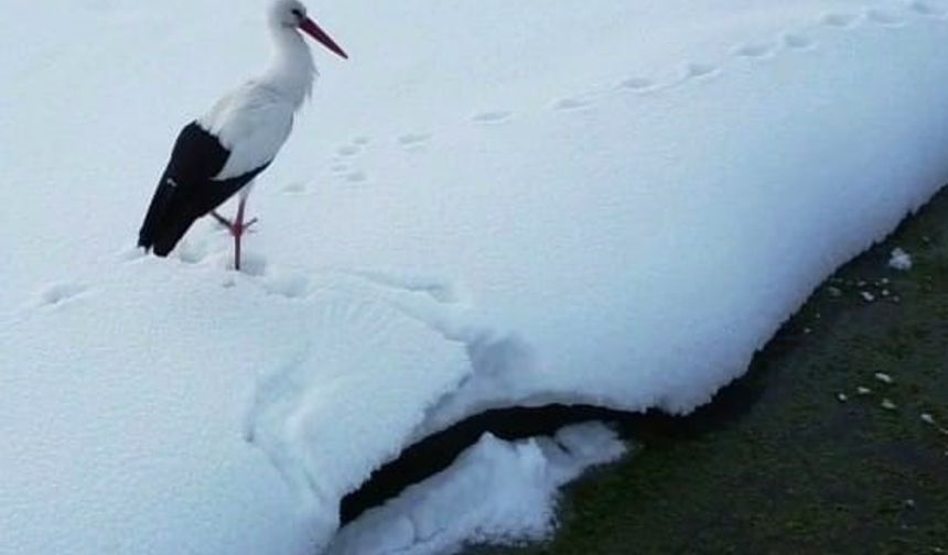 Özalp’te iki leylek dondurucu soğuğa direniyor