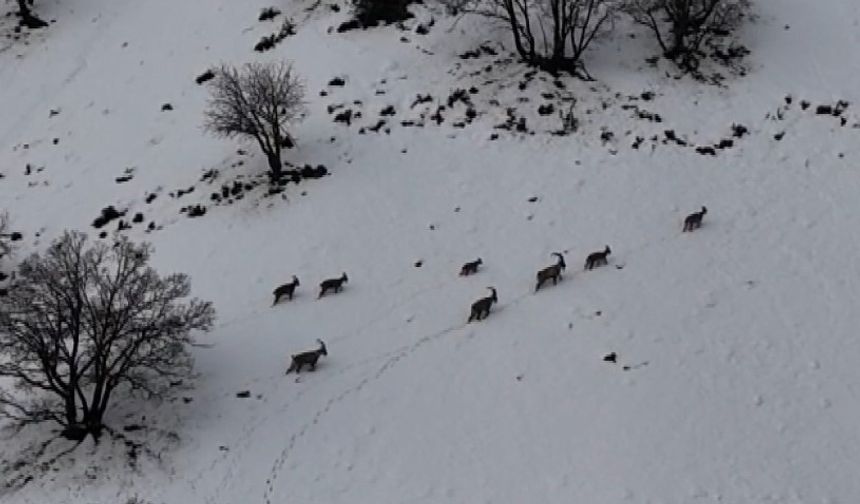 Tunceli’de vadilere inen yaban keçileri görüntülendi