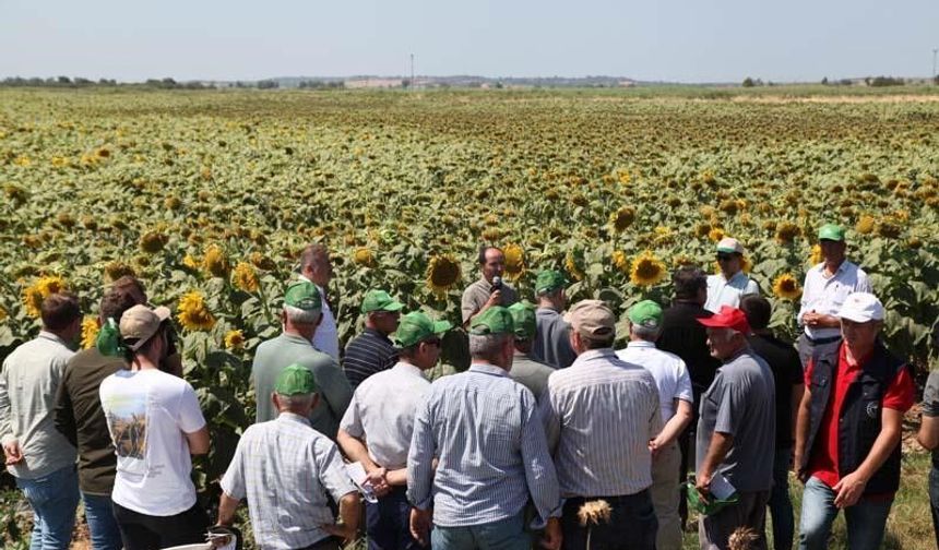 Çanakkale’de üreticilere yerli ve milli ayçiçeği tohumu dağıtılacak