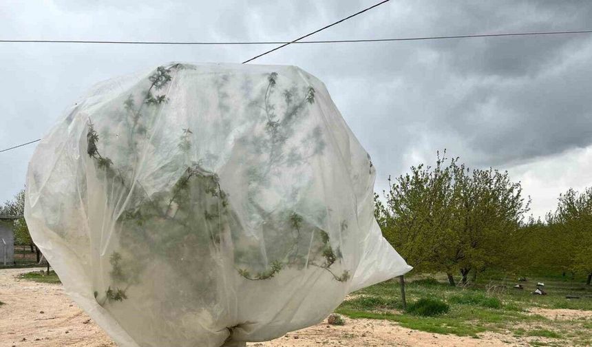 Malatya’da kayısı üreticilerinden "zirai don" önlemi