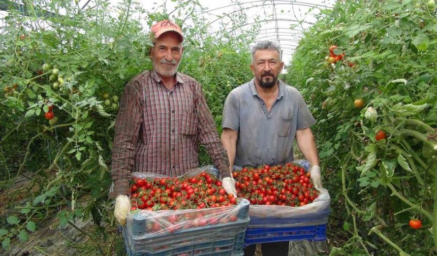 Örtü altı domateste hasatta sona yaklaşıldı