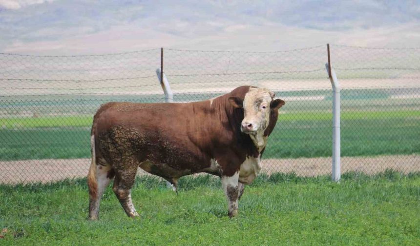 1 ton 250 kilogramlık Paşa, fiyatıyla dudak uçuklatıyor