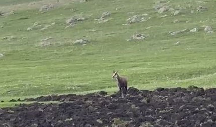 Ardahan’da çengel boynuzlu dağ keçisi görüntülendi