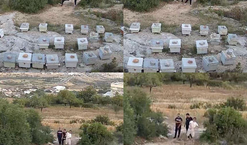 Mersin'de Arılara Taşlı Saldırı Güvenlik Kamerasına Yansıdı
