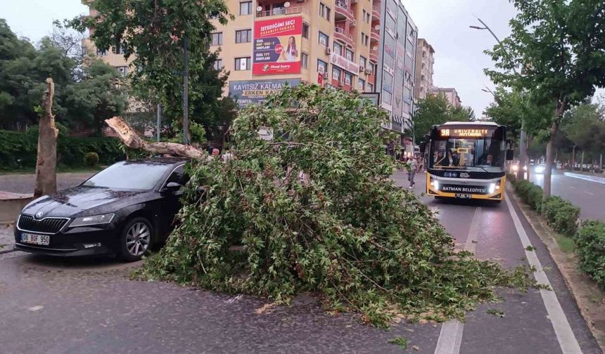 Batman’da şiddetli rüzgarın devirdiği ağaç park halindeki aracın üzerine düştü