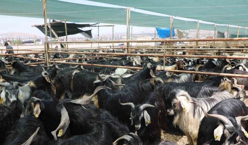 Elazığ’da kurban satış ve kesim alanı belirlendi