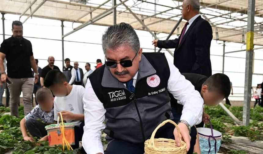 Huzurevinde kalan büyükler ve koruma altındaki çocuklar, çilek hasadı yaptı