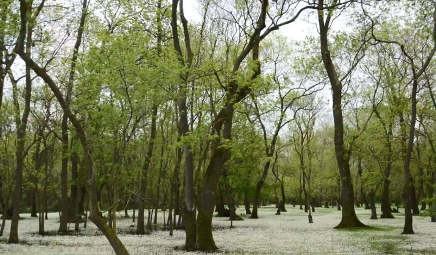 Samsun Kızılırmak Deltası: Karadeniz’in sessiz cenneti