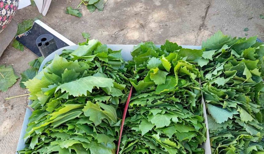 Sarıgöl’de bağ yaprağı sezonu açıldı