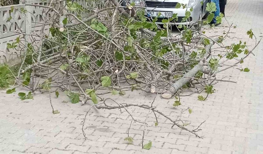 Sinop’ta incir ağacı otomobilin üstüne devrildi