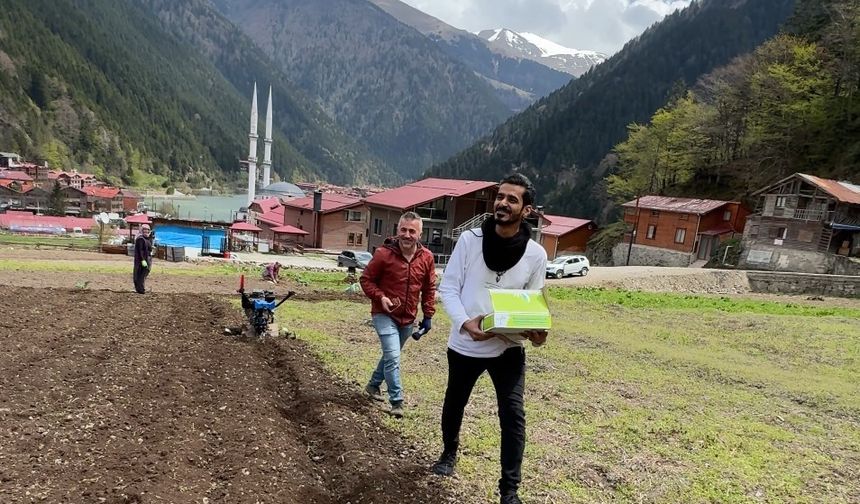 Uzungöl’de Arap turistler, tarlada mısır eken vatandaşlara hurma dağıttı, tarla belledi
