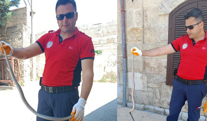 Tarsus'ta Hastane Bahçesinde Yılan Paniği