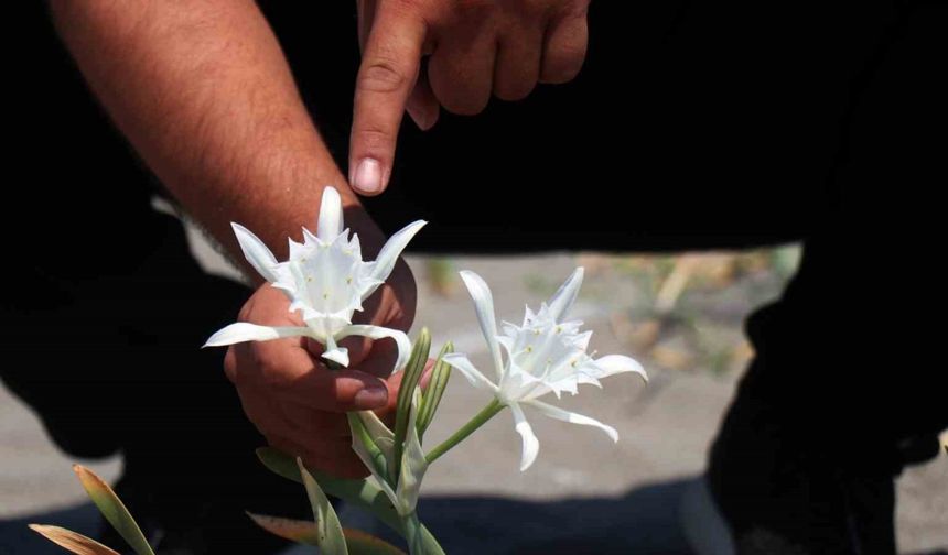 Güzelliğiyle büyülüyor, koparması cüzdanı yakıyor