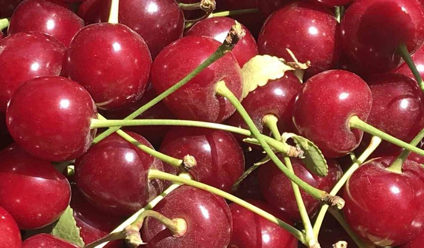 Meyve suyu ve reçel fabrikaları vişnede beklenen kaliteli ürün gelmeyince fiyatı düşürdü