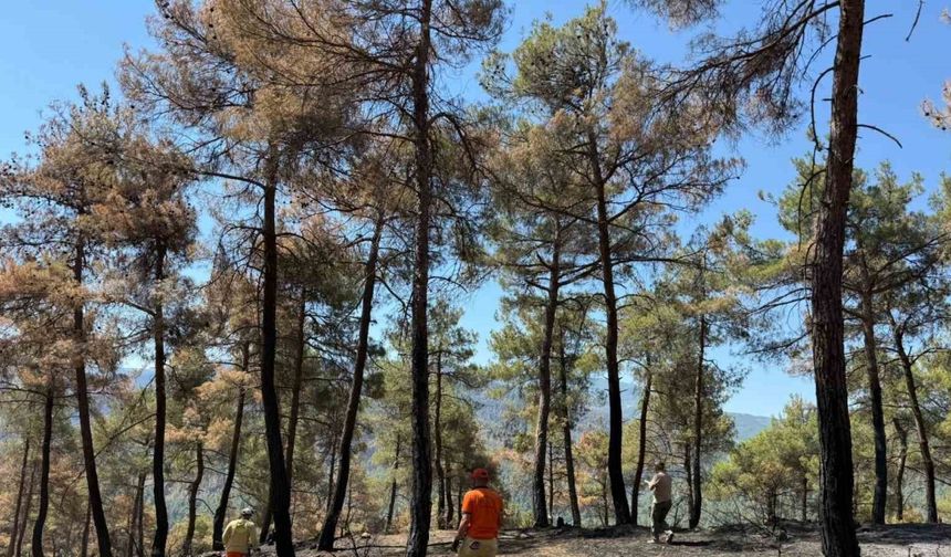 Taraklı’da yanan ormanlık alan yeniden hayat bulacak