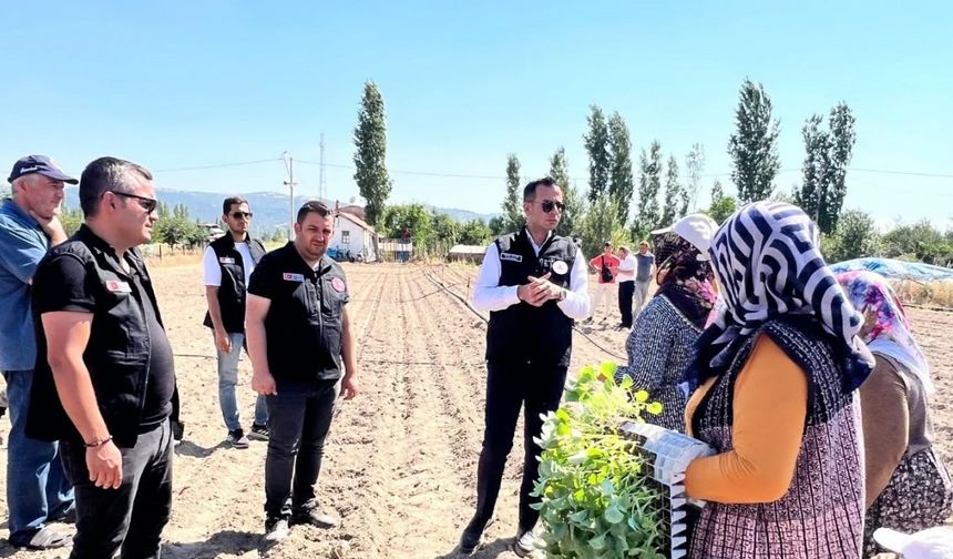 Taşoluk’ta 862 bin brokoli fidesi toprakla buluştu