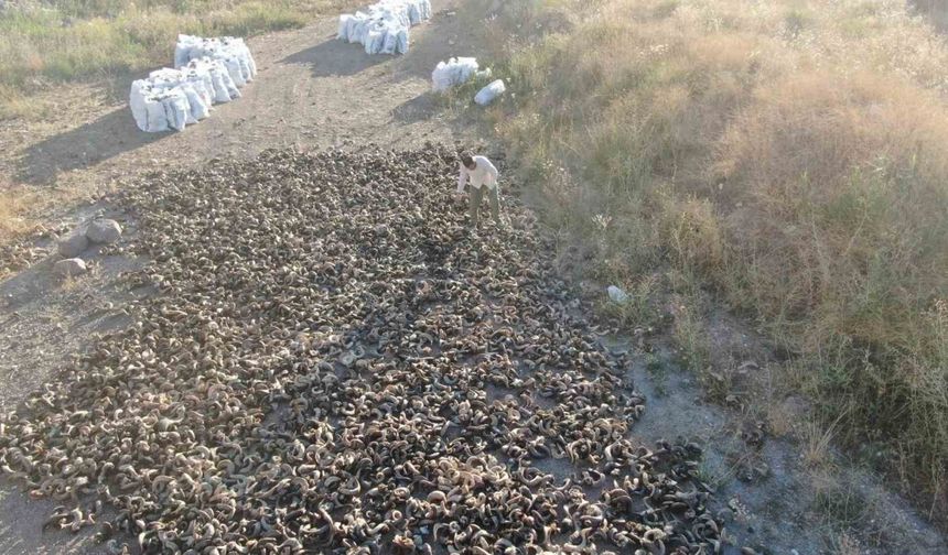 2 yıllık serüven başladı, Sivas bıçağının olmazsa olmazı kurutulmaya bırakıldı