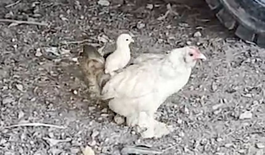 Anne sırtında keyifli gezinti