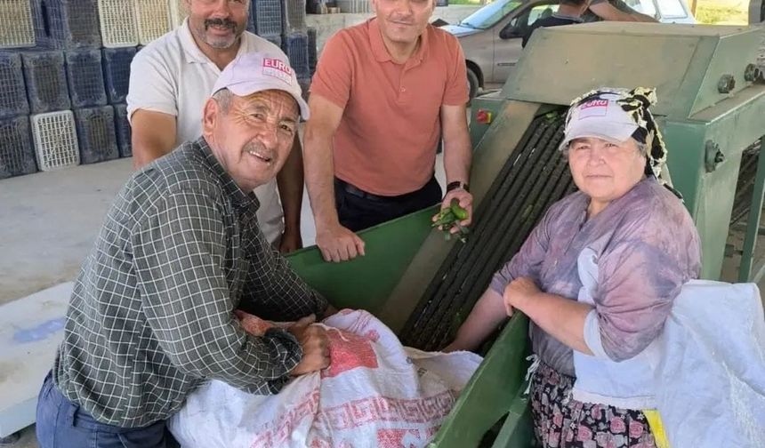 Dinar’da kornişon salatalık sezonu başladı