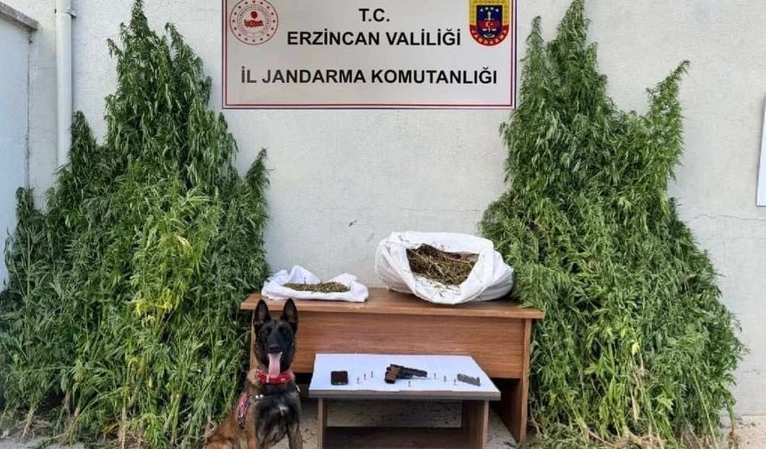 Erzincan’da jandarmadan kenevir operasyonu