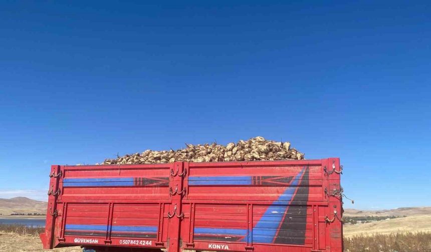 Ağrı’da şeker pancarı hasadı devam ediyor