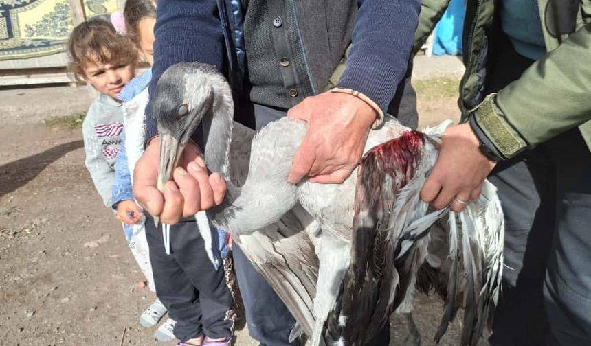 Ardahan’da yaralı bulunan turna tedaviye alındı