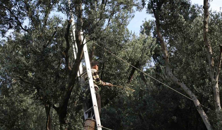 Artvin’de üstün lezzet ödüllü Butko zeytininin hasadı başladı