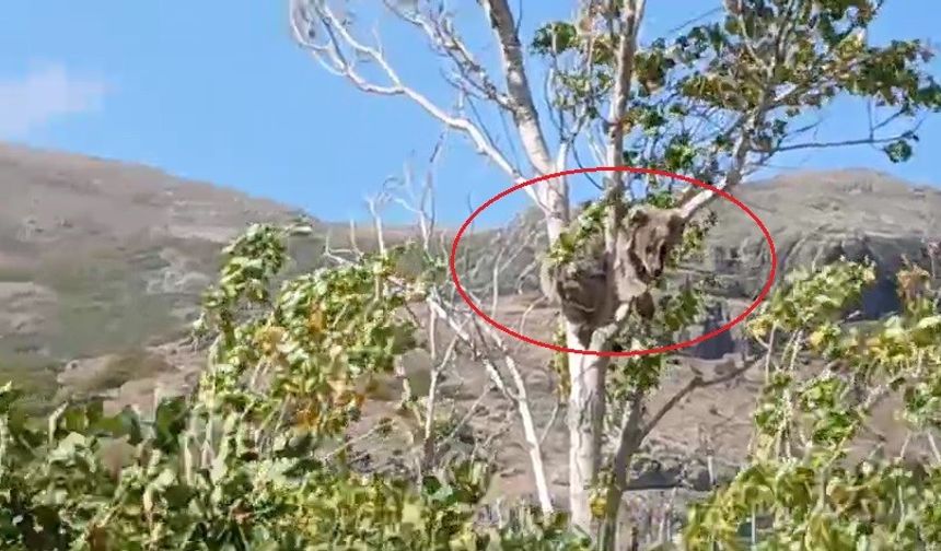 Bayburt’ta bir köyü alarma geçirmişti: Köpeklerden kaçan yavru ayı bu kez ağaç üstünde görüldü