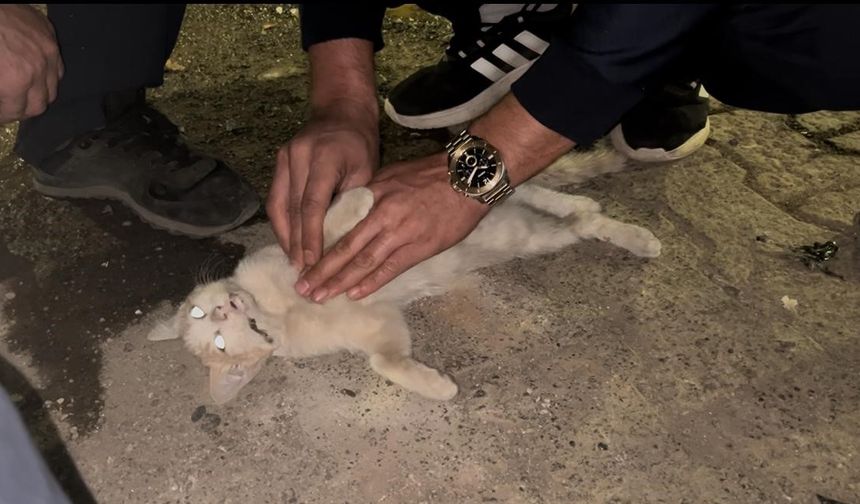 Bingöl’de itfaiye personelinden kediyi kurtarmak için kalp masajı
