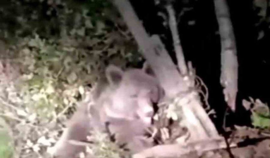 Dikenli tellerin arasında mahsur kalan ayı kurtarıldı