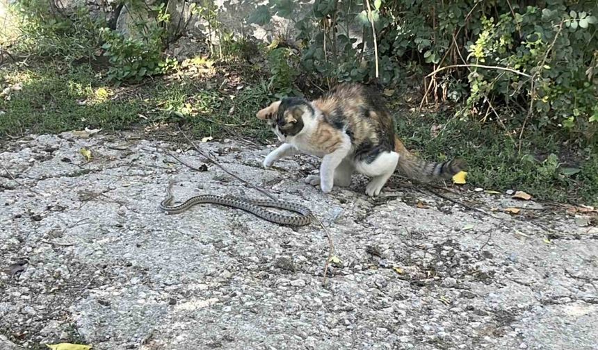 Fare değil yılan avladı: Bayburt’ta kedi yılanı pati darbeleriyle öldürdü