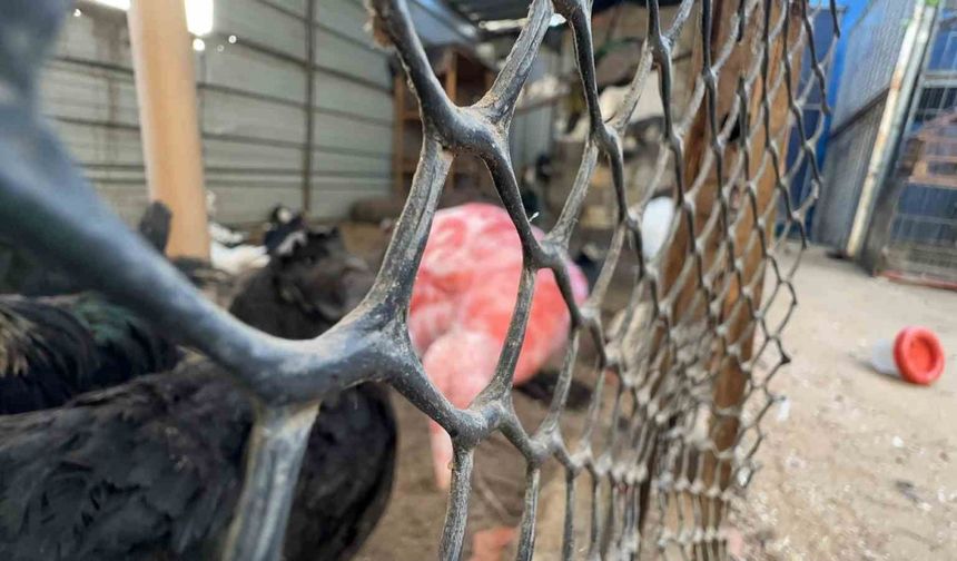 Gazze’de bir çadır, hayvanat bahçesinin kalan canlarına sığınak oldu