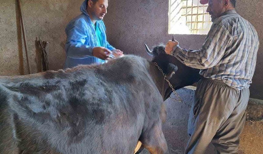 Güroymak’ta şap aşısı çalışmaları aralıksız sürüyor