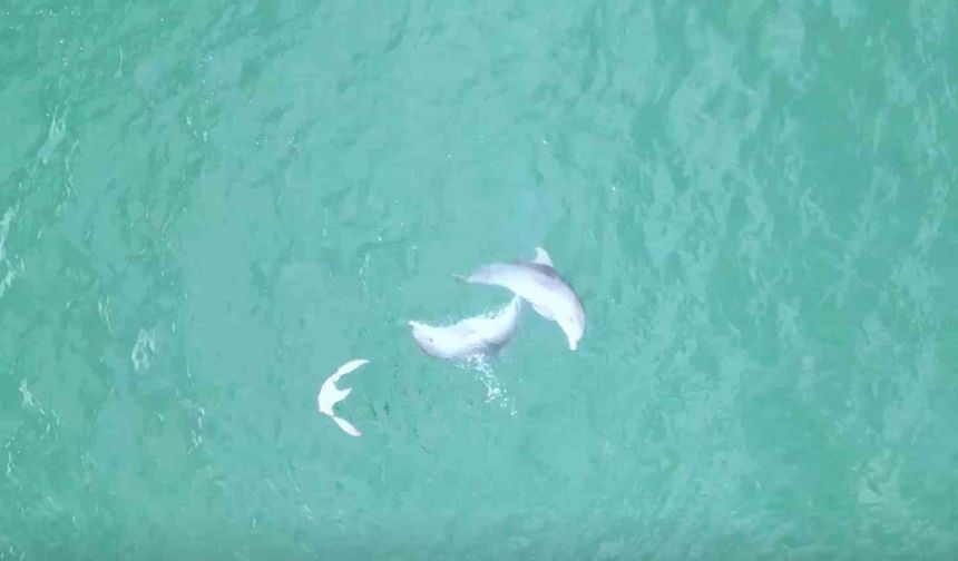 Karadeniz’de yunusların dansı dron kamerasına takıldı