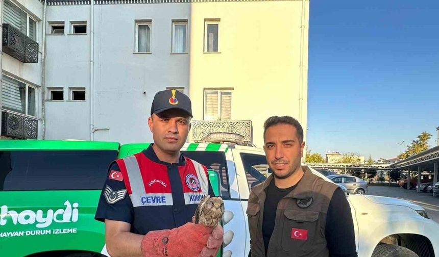 Kilis’te yaralı halde bulunan kerkenez kuşu koruma altına alındı