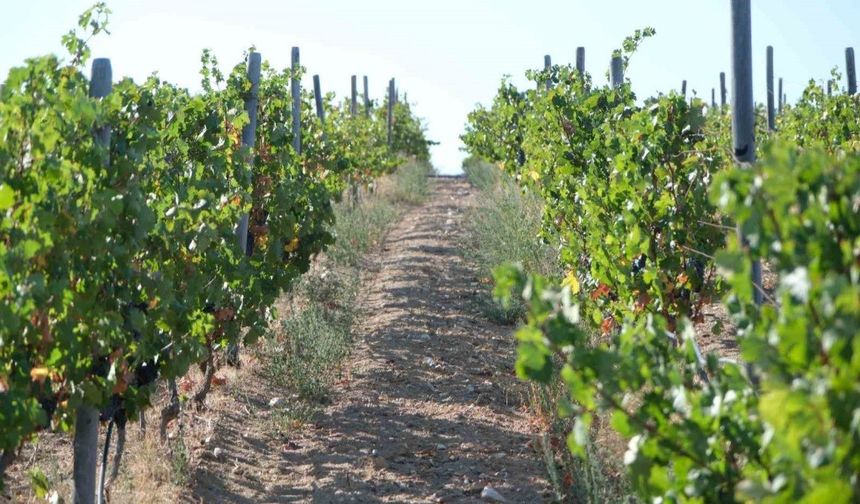 Kırklareli’nde zirai dondan etkilenen üreticilere destek ödemesi
