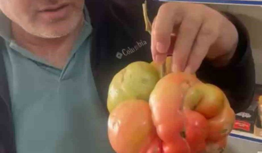 Mardin’de 1 kilo 400 gramlık domates hayrete düşürdü