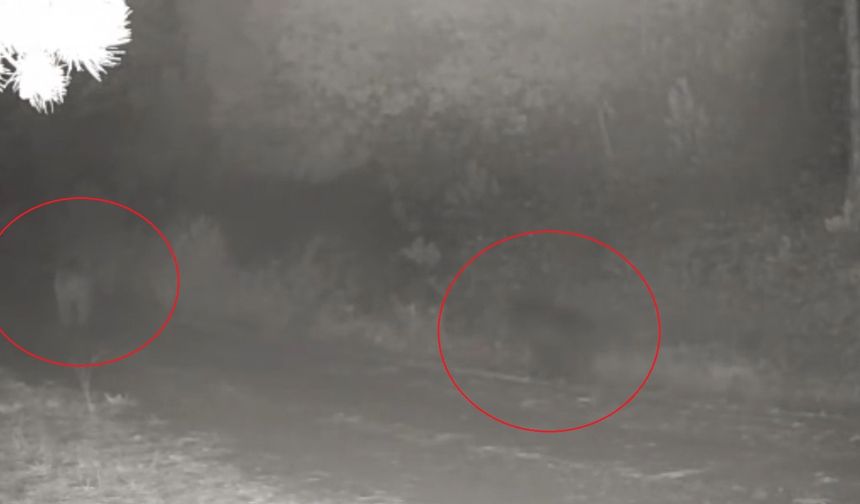 Ormanda yiyecek arayan anne ayı ve yavrusu fotokapanda