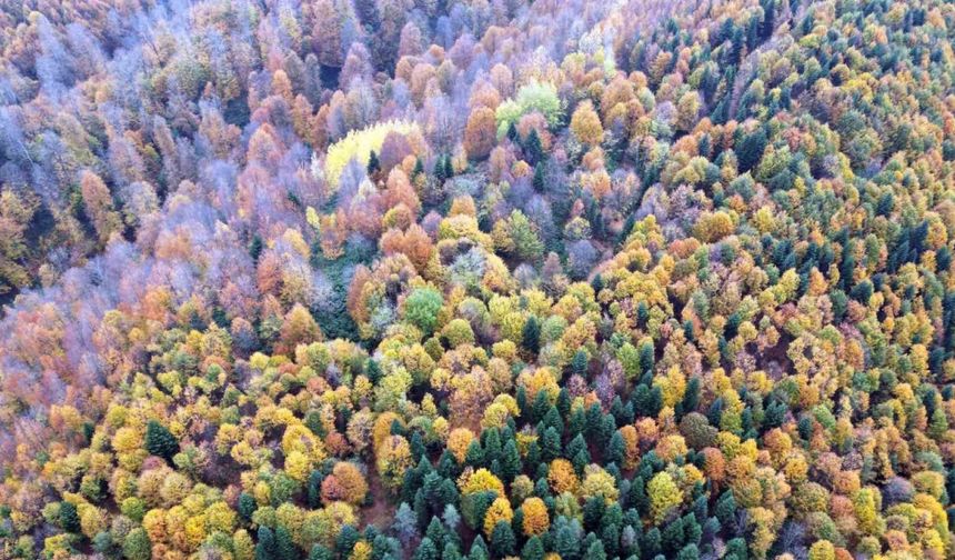Sakarya’da sonbahar güzelliği göz kamaştırıyor