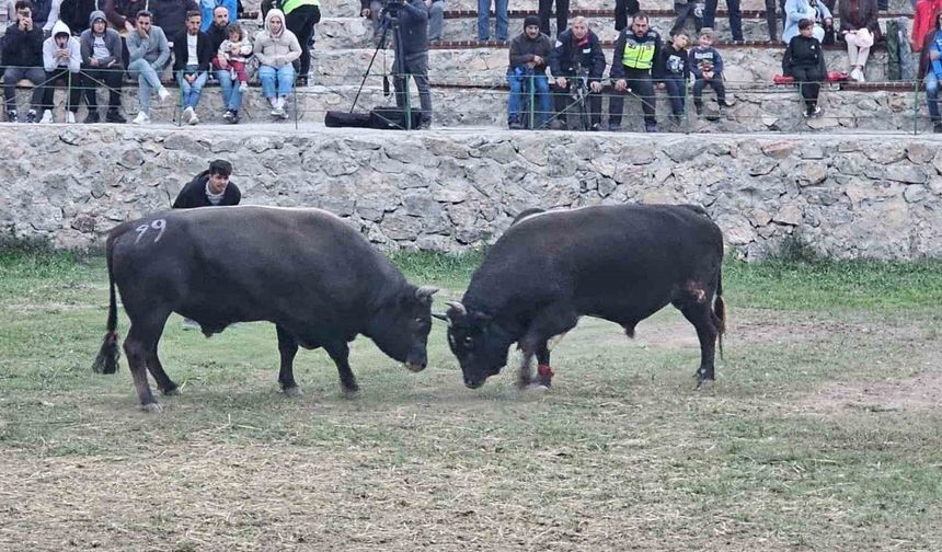 Şap hastalığı nedeniyle ertelenen Ardanuç boğa güreşleri festivali sona erdi