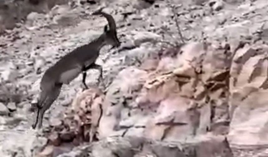 Siirt’te nesli tükenme tehlikesi altındaki yabani dağ keçisi görüldü