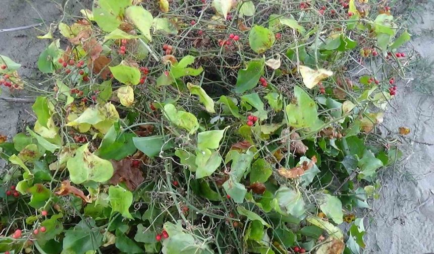 Sinop’ta Roman vatandaşların "kokina" mesaisi: İstanbul’dan gelip topluyorlar