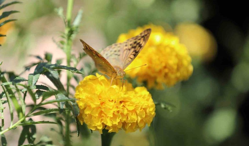 Şırnak’ta soğuklar geldi, kelebeklerin ’son dansı’ başladı