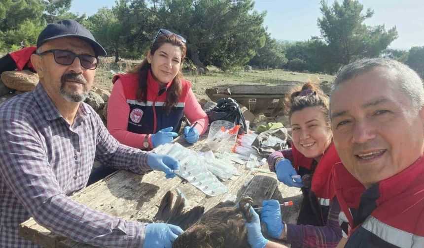 Söke’de kırsal mahallelerdeki tavuklardan kuş gribi numunesi alındı