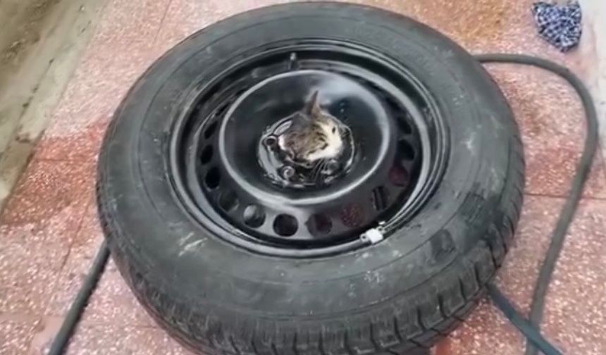 Stepneye sıkışan yavru kediyi itfaiye kurtardı