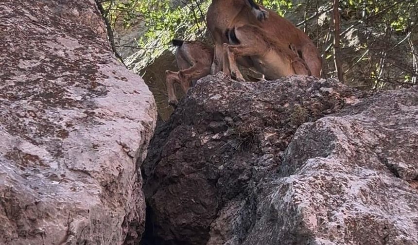 Tunceli’de dağ keçileri yerleşim yerlerine kadar indi